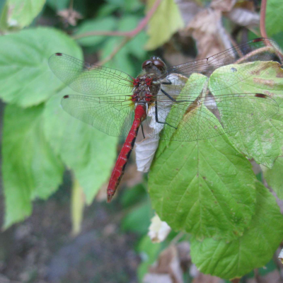 episode Dragonflies and Damselflies: A Life's Journey from Water to the Sky artwork