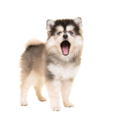 episode Get to Know the Pomsky: artwork