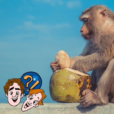 episode Klauen Affen wirklich Kokosnüsse? artwork