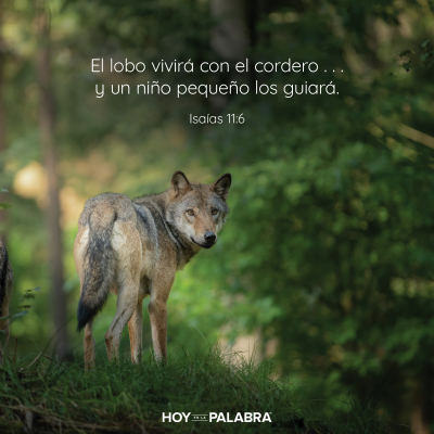 episode EL LOBO DÓCIL artwork
