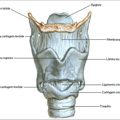 Anatomia da laringe
