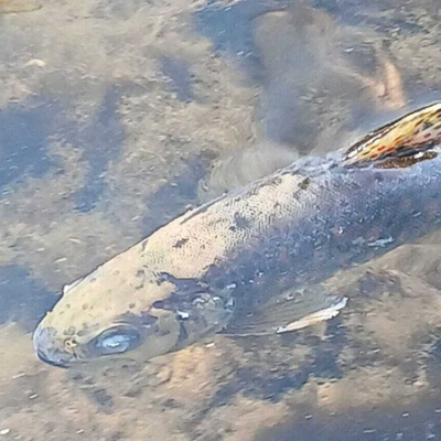 episode Impact of the Blackwater fish kill on people living and working along the river artwork