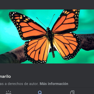 episode Las características de las mariposas artwork