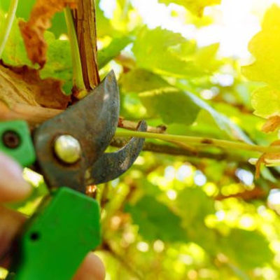 episode What To Do in a Season of Pruning artwork
