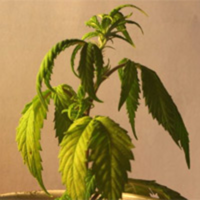 episode A POT Doctor who makes house calls. No other Podcast has this one! artwork