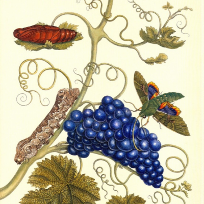 episode VuFyuM s07e42: Maria Merian, la primera ilustradora científica de insectos + El declive de las mariposas artwork