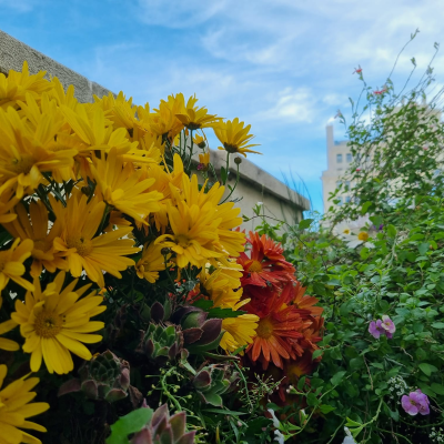 episode Meterse en un jardín | Tareas para tener las plantas bien cuidadas durante el invierno artwork