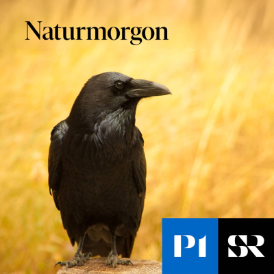 Imagen de portada del espectáculo Naturmorgon