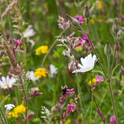 episode Plant Health Week - Get Your Garden Thriving artwork
