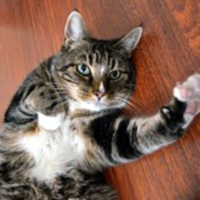 episode Do Cats have a dominate paw like humans who are right or left handed artwork