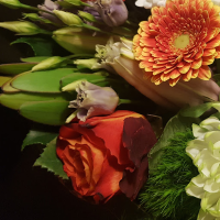 JulieRose