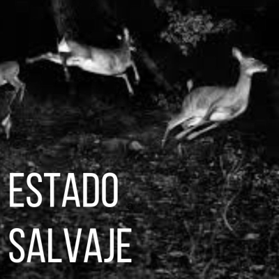 Estado Salvaje