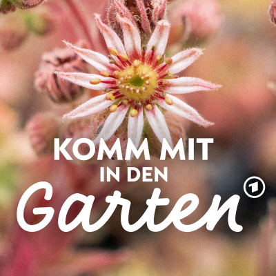 episode Stauden teilen: Warum, wie und wann? artwork