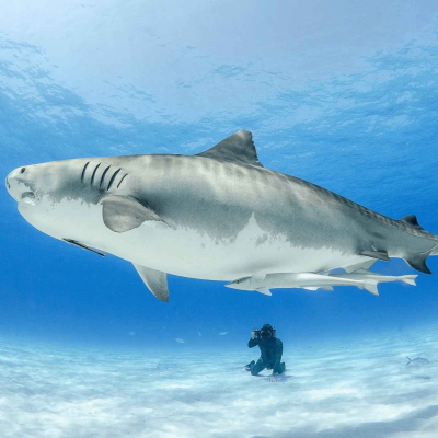 episode WW410: Tanz mit den Haien – mit Haiforscher Lukas Müller auf den Bahamas artwork