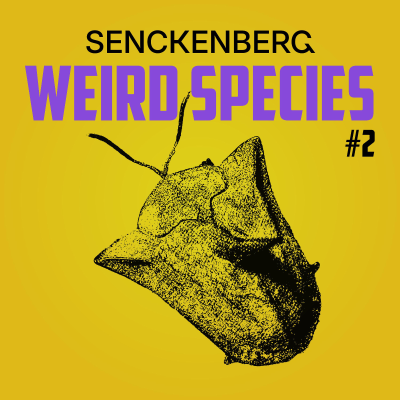 episode Weird Species #2: Dorynota pugionata – The benefits of a telescopic anus artwork