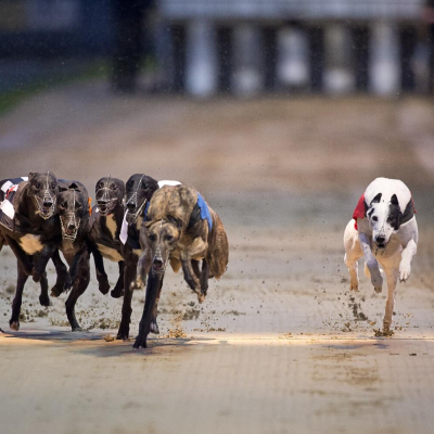 episode Greyhound Podcast: William Hill Greyhound Derby 3rd Round Heats artwork