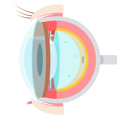 episode Øyets anatomi og fysiologi artwork