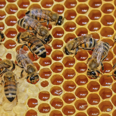 episode Bienen - Die geliebten Tiere artwork