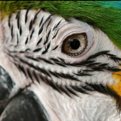 episode La naturaleza ¿Casualidad o diseño? "Los colores" artwork