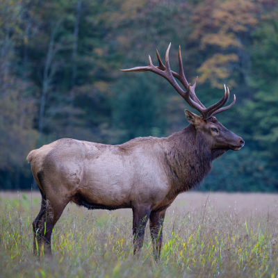 episode Is North Carolina's elk population native to the state? Sort of... artwork