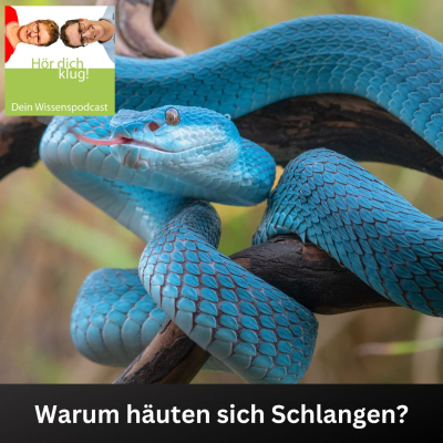 episode Warum häuten sich Schlangen? artwork