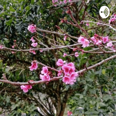 Cover image of show Erare