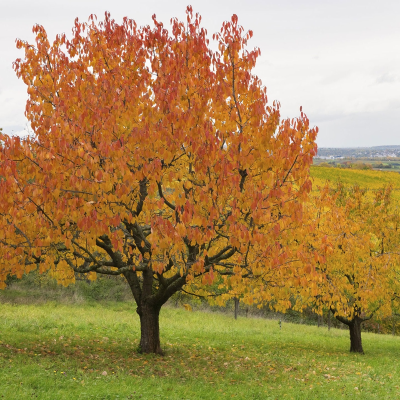 episode „Winkel am Wald“ – Georg Trakl artwork
