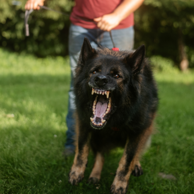 episode 94. 5 Things That Make Reactivity Worse (Without You Realizing) artwork