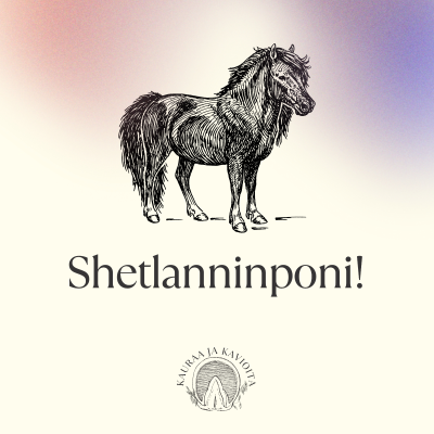 episode Shetlanninponit! artwork