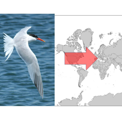 episode Telecoupling anyone ? The global case of the Elegant Tern (Veit et al. 2021) in the Anthropocene connecting the Pacific with the Atlantic, western Europe, and the global economy artwork