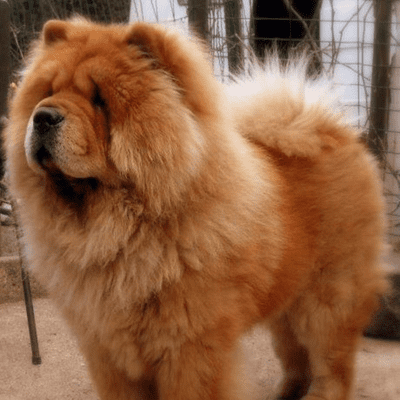 episode Chow chow breed artwork
