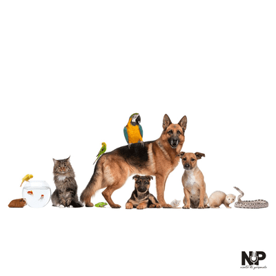 episode Puntata 11: "Tutti gli animali sono domestici?" artwork
