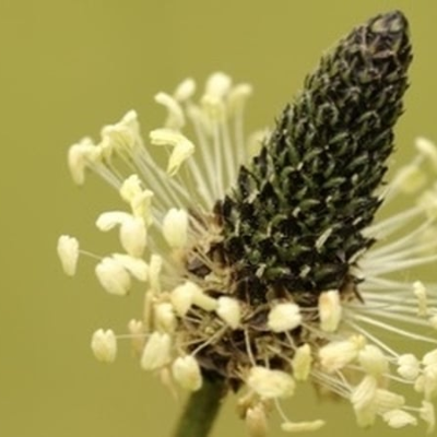 episode Plantain artwork