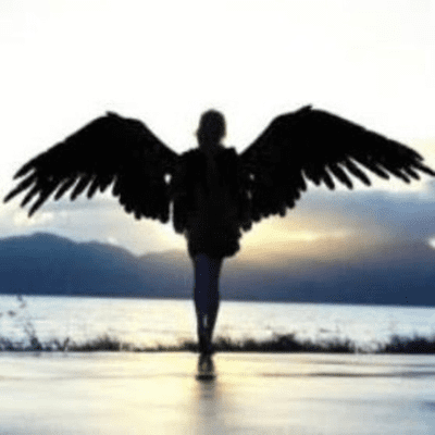 Avians
