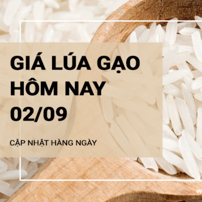 episode Giá lúa gạo hôm nay ngày 02/09/2024: Thị trường giao dịch ổn định, không có biến động artwork