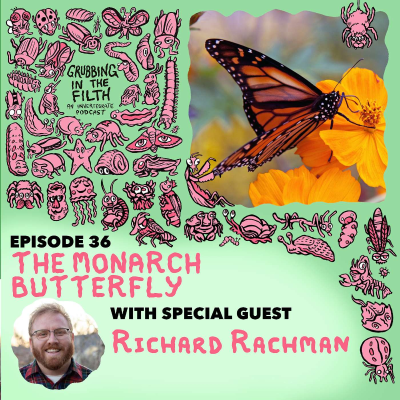 episode The Monarch Butterfly with Richard Rachman artwork