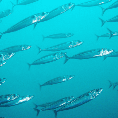 episode Our Ocean: Our Livelihoods - from the navy diver to the herbal alchemist artwork