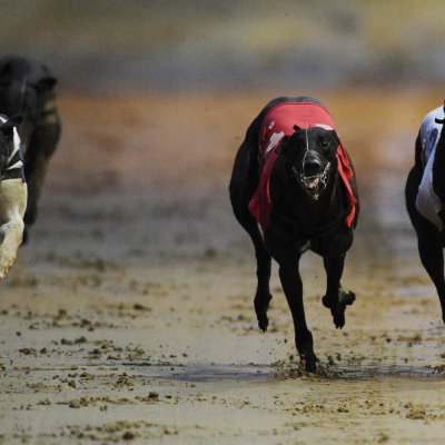 episode Greyhound Podcast - William Hill Greyhound Derby Finals artwork