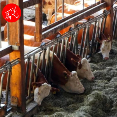 episode #107 Nutztiere in der Tierheilpraxis – Interview mit Birgit Gnadl und Angela Lamminger artwork