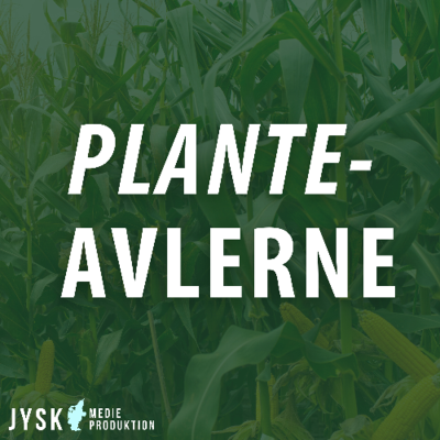 episode Planteavlerne 2025 - E41: Fra vintersæd til solsikke – aktuelle tendenser i marken artwork