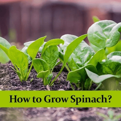 episode How to Grow Leafy Spinach? artwork