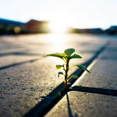 episode Light in Dark Times (Rabbi Sacks on Vayetse, Covenant & Conversation) artwork