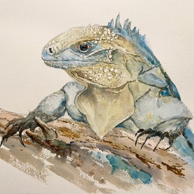 episode Ep. 70 - Saving the Blue Iguana artwork