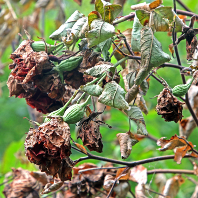 episode Pflanze vertrocknet: Frau will Garantie im Baumarkt artwork