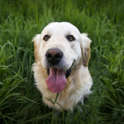 episode Do you let your dog lick your face? artwork