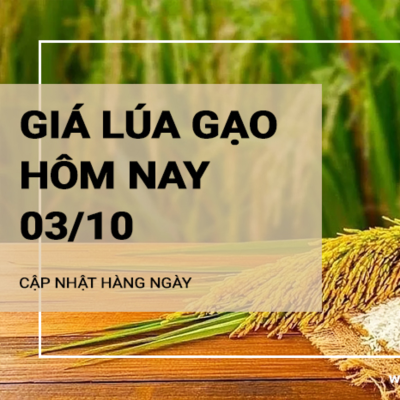 episode Giá lúa gạo hôm nay ngày 03/10/2024: Giá gạo tăng 100 đồng/kg. Thị trường giao dịch trầm lắng artwork