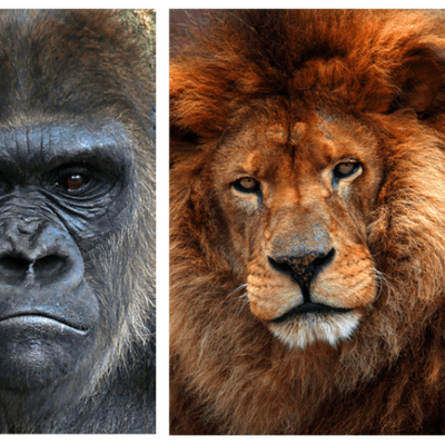 episode Feline or Primate Pedagogy artwork