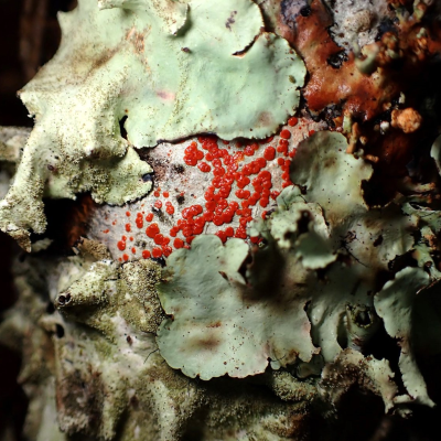 episode Episode 11. Talking about Lichens with Vanessa Ryan - Part 1 artwork