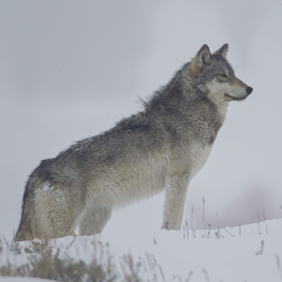 episode Controversy In Yellowstone artwork