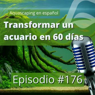 episode Ep 176 | Del caos total a un acuario de aquascaping artwork